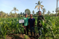 Bibit Jagung Unggulan...