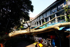 Pohon Raksasa Tumbang...