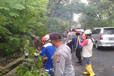 Diterpa Pohon Tumbang,...