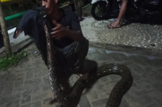 Ular Piton Sepanjang...