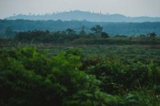 Masalah Perkebunan,...