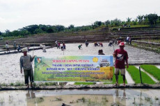 Penanaman Padi Sistem...