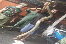 King Kobra Sepanjang...