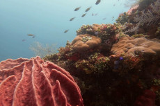 Platform Blublub, Hadirkan...