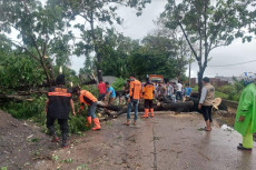 Sejumlah Pohon Tumbang...