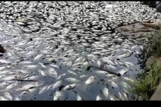 Heboh Ribuan Ikan Mati...