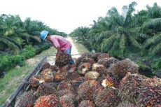 Lelah Bertahan, Indonesia...