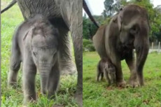 Lucunya Bayi Gajah Sumatera...
