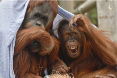 Orangutan di Penangkaran...