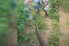 Ular Piton Gegerkan...