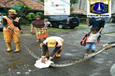 Ular Sanca Empat Meter...