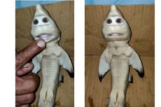 Heboh, Anak Ikan Hiu...