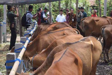 1.020 Ekor Sapi di Pringsewu...
