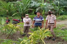 Dorong Ragam Komoditas...