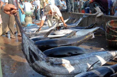 Jadi Sumber Ikan Tuna...