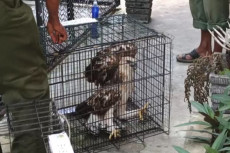 8 Elang Langka dan Burung...