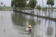 Terdampak Banjir, Pembudi...