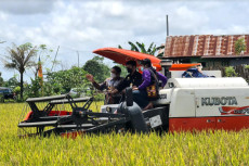 Panen Raya di Maros,...