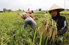 Petani Sulsel Yakin...