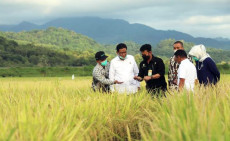 Kementan Latih Petani...