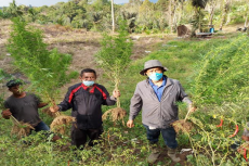 Tanam 50 Batang Pohon...
