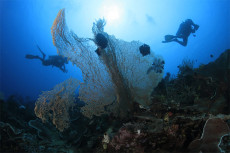 Laut Lepas Bolaang Mongondow...