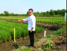 Benih Padi Kementan...