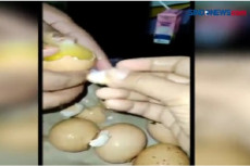 Viral Telur Ayam Palsu...
