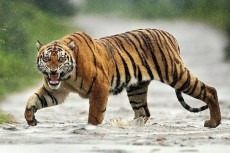 Seminggu, Dua Penjaga...