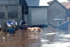 Bangkai Sapi Besar dan...