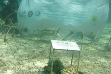 PLN Lakukan Transplantasi...