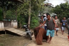 Penajam Utara Digemparkan...