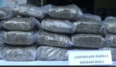 Penampakan Ganja 50...