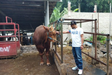 Penjual Hewan Kurban...