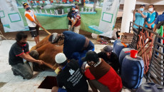 Sapi Presiden Jokowi...