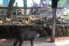 Kelaparan Babi Hutan...