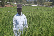 Pupuk Langka, Petani...