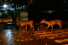 Heboh! 2 Rusa Berkeliaran...