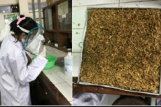 Mahasiswa UGM Manfaatkan...