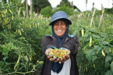 Cultivhacktion, Ketika...