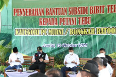 Fokus Ketahanan Gula...