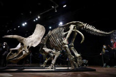 Kerangka Triceratops...
