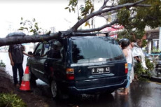 Mobil Tertimpa Pohon...