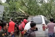 Pohon Tumbang Timpa...