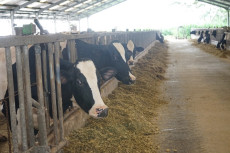 Dairy Development Program...