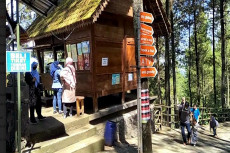 Belasan Pohon Tumbang,...