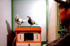 Fantastis! Rampok, Merpati...