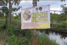 4 Buaya Besar Muncul...