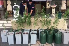 Budidaya Ganja Hidroponik...