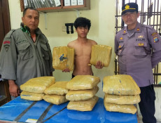 Bawa 12 Bal Ganja Siap...